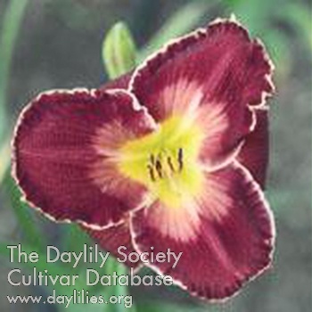 Daylily Richard Steele